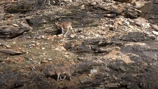 Tuncelide yaban keçileri görüntülendi