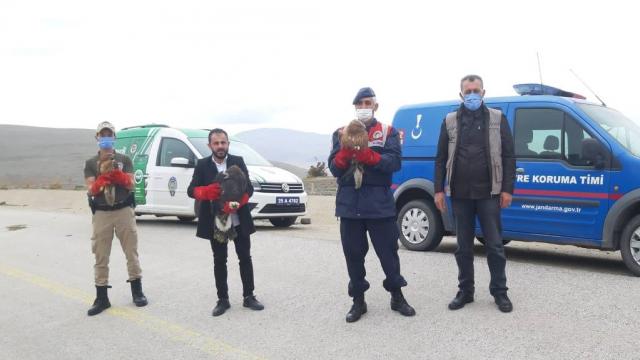 Erzurumda tedavi edilen 2 kızıl şahin ve kaya kartalı doğaya salındı