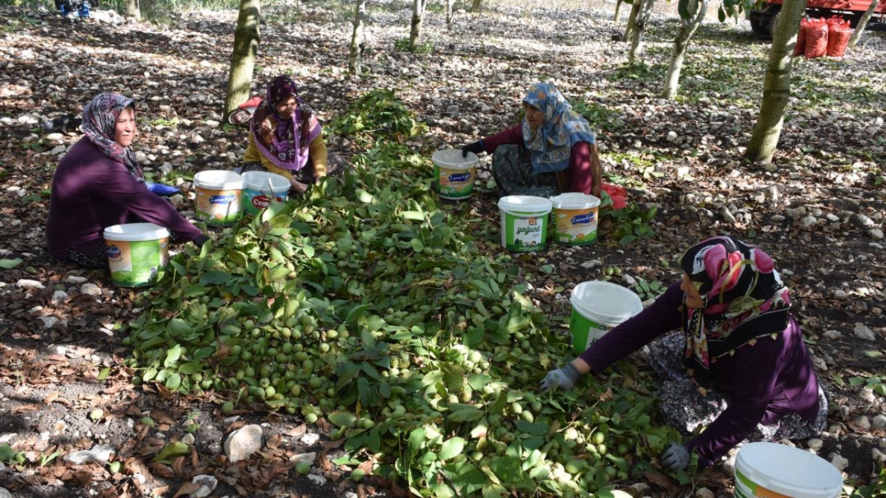 "Günlük yaklaşık 80 ton ceviz pazarlıyoruz" 