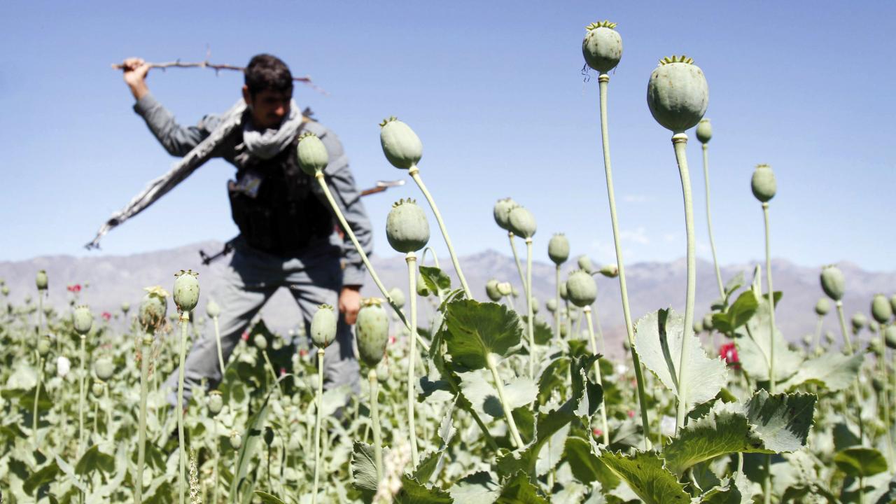 Afyon üretimiyle mücadele için günlük 1,5 milyon dolar