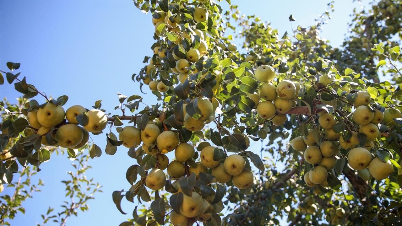 "Yıllık 70 bin ton civarında Korkuteli karyağdı armudu üretiliyor"