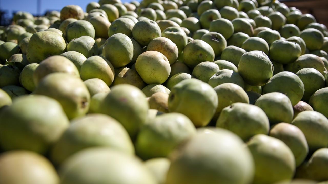 "Kumsu yapısı düşük, lif oranı yüksek"