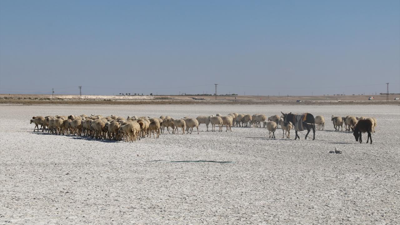 "Çobanlarımız, gölün üzerinden koyunlarını geçiriyor"