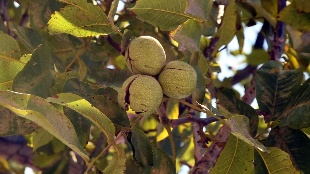 "Bir yiyen bir daha istiyor"