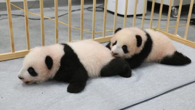 İkiz pandaların isimleri belli oldu: Xiao Xiao ve Lei Lei