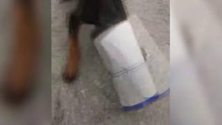 Başı sıkışan köpeği sürücü kurtardı