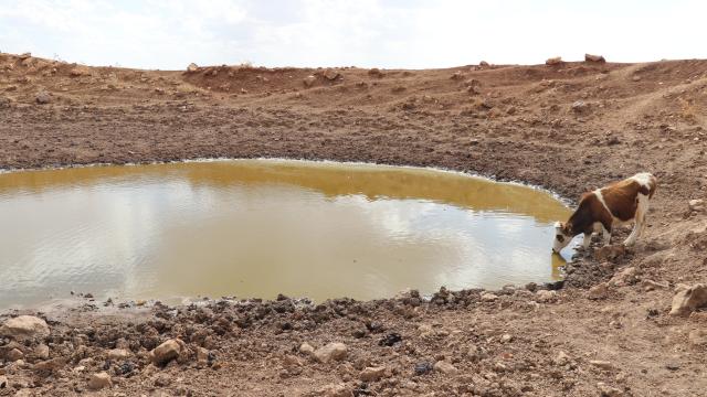 Batmanda kuraklıktan etkilenen besiciler sonbahar ve kış yağışlarını bekliyor