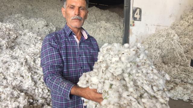 Mardinin Kızıltepe Ovasında pamuk hasadı başladı