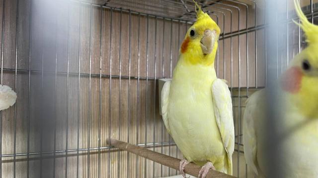İstanbulda ticareti yasak olan 45 papağan korumaya alındı