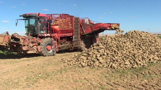 Kahramanmaraşta şeker pancarında 370 bin ton rekolte bekleniyor