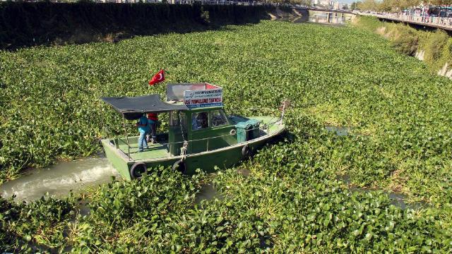 Asi Nehri su sümbüllerinin istilasında