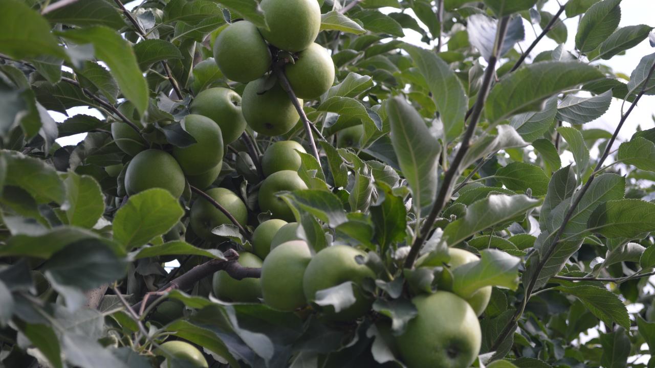 Çay ve Sultandağı ilçelerinde birçok meyvenin yanında yoğun miktarda elma üretimi de yapıldığını dile getiren Acar, şöyle konuştu: