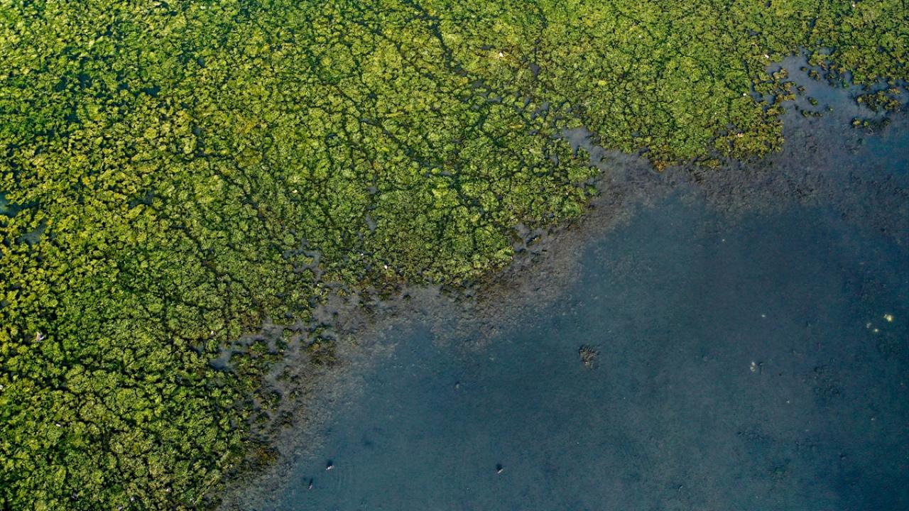 "Sayı ve yayıldığı bölge olarak bir artış var"