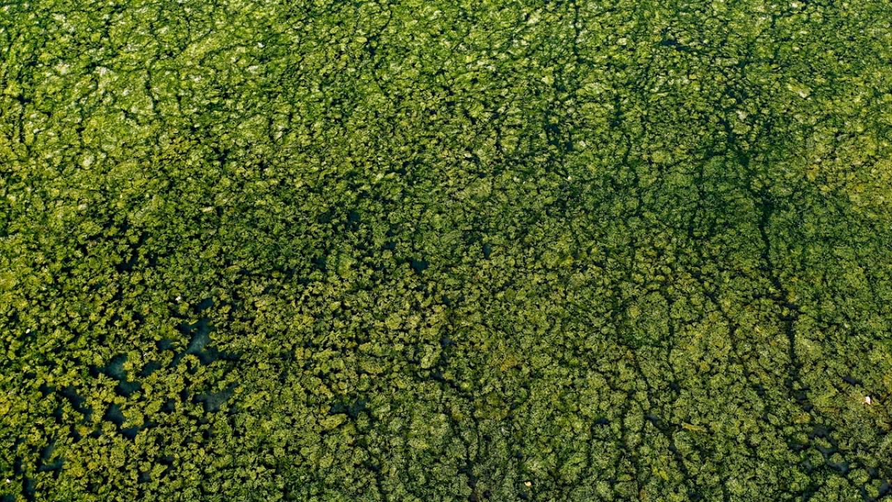 Balıklar olumsuz etkileniyor