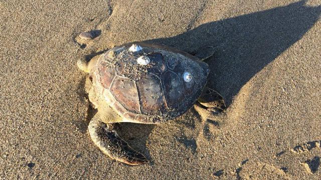Alanyada 4 caretta caretta ölüsü kıyıya vurdu