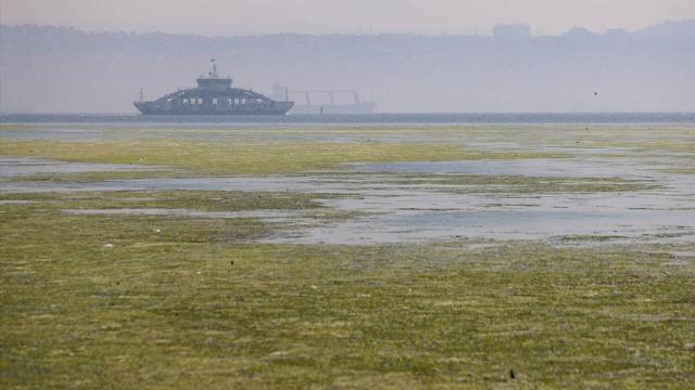 "Deniz marulu müsilajın habercisi olabilir"