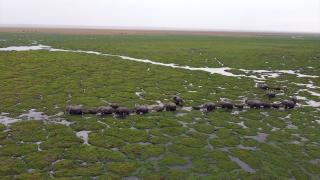 Kenya'da bebek fil sayısındaki artış sevindirdi