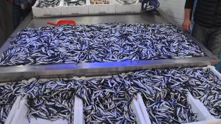 Karadeniz'de balıkçılar hamsiyle limana döndü