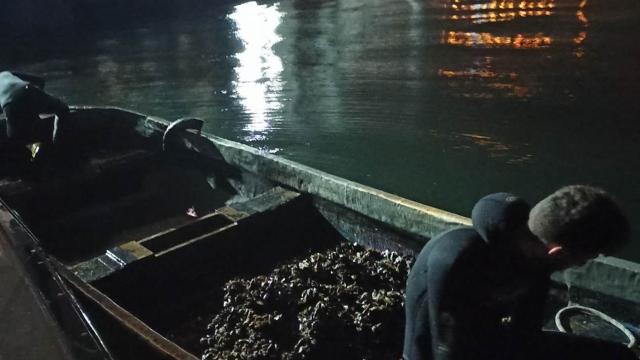 İzmit Körfezinde yasa dışı avlanan midyeler denize bırakıldı