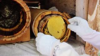 Sivas'ta 12 ton bal üretildi