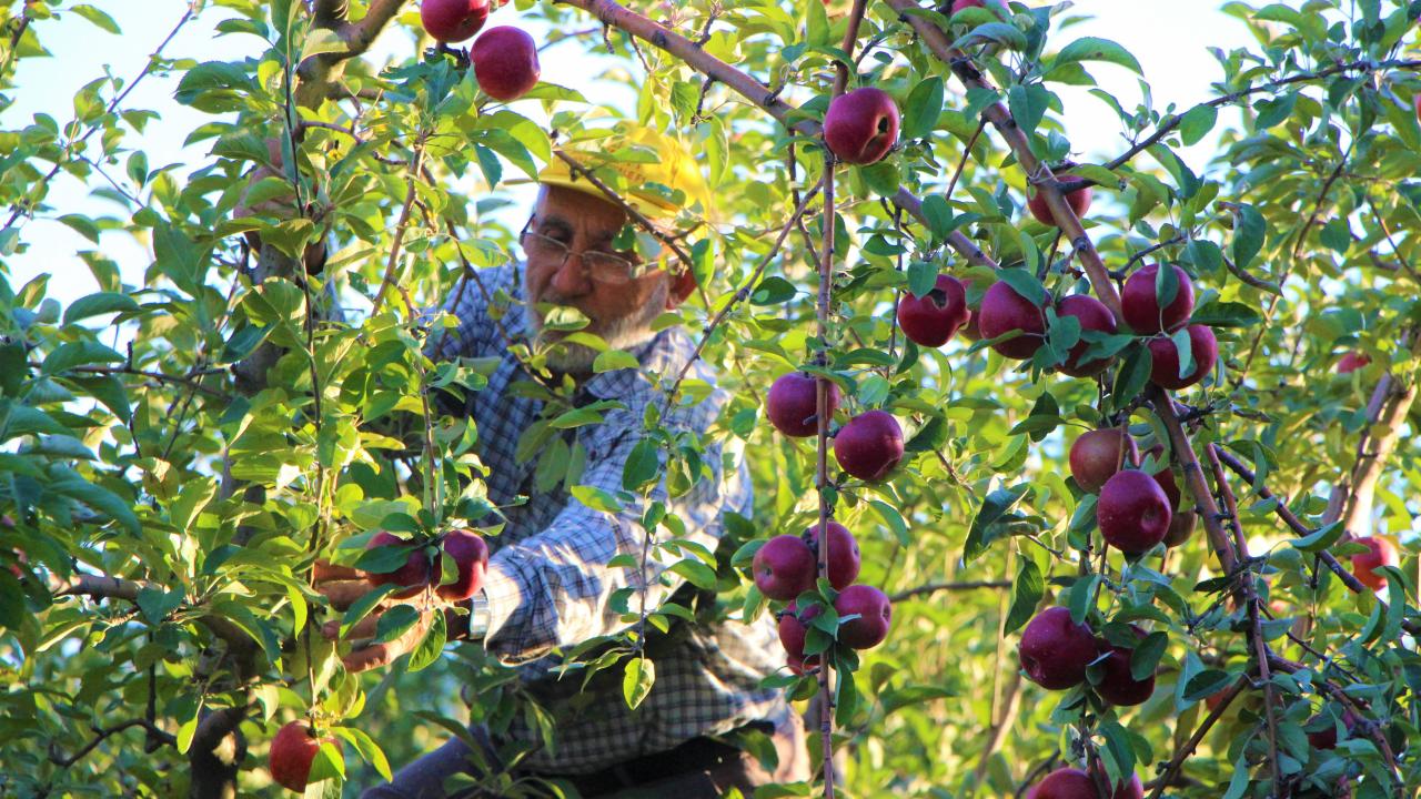 "Ağaçların dibine dökülen elmaları toplayıp fabrikaya gönderiyoruz"