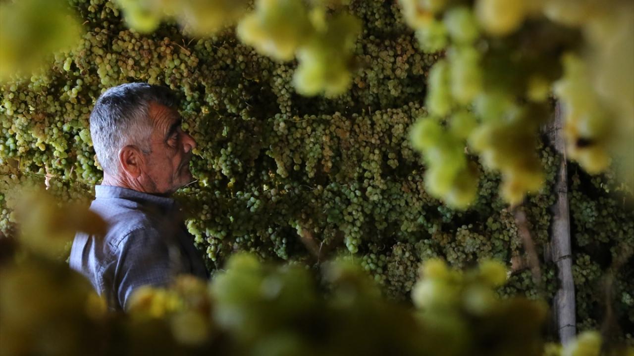 Türkiye`de başka yerde yetişmiyor