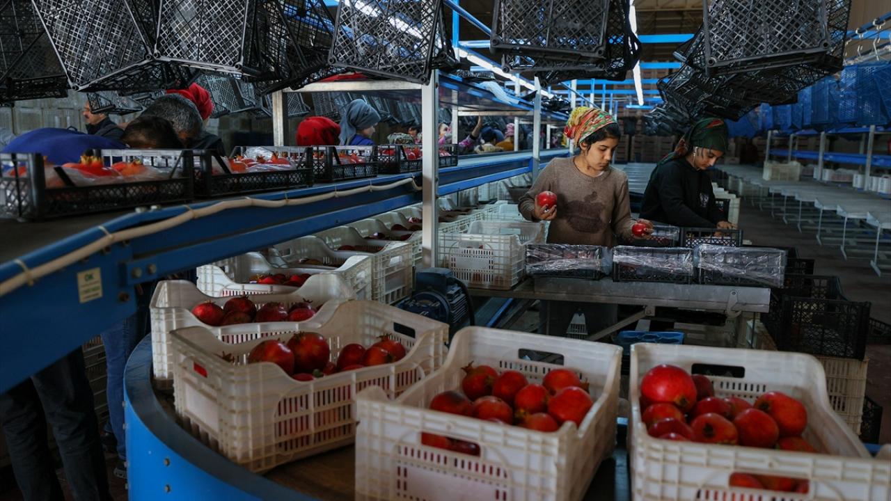 Selçuk narının yüzde 70`i ihraç ediliyor