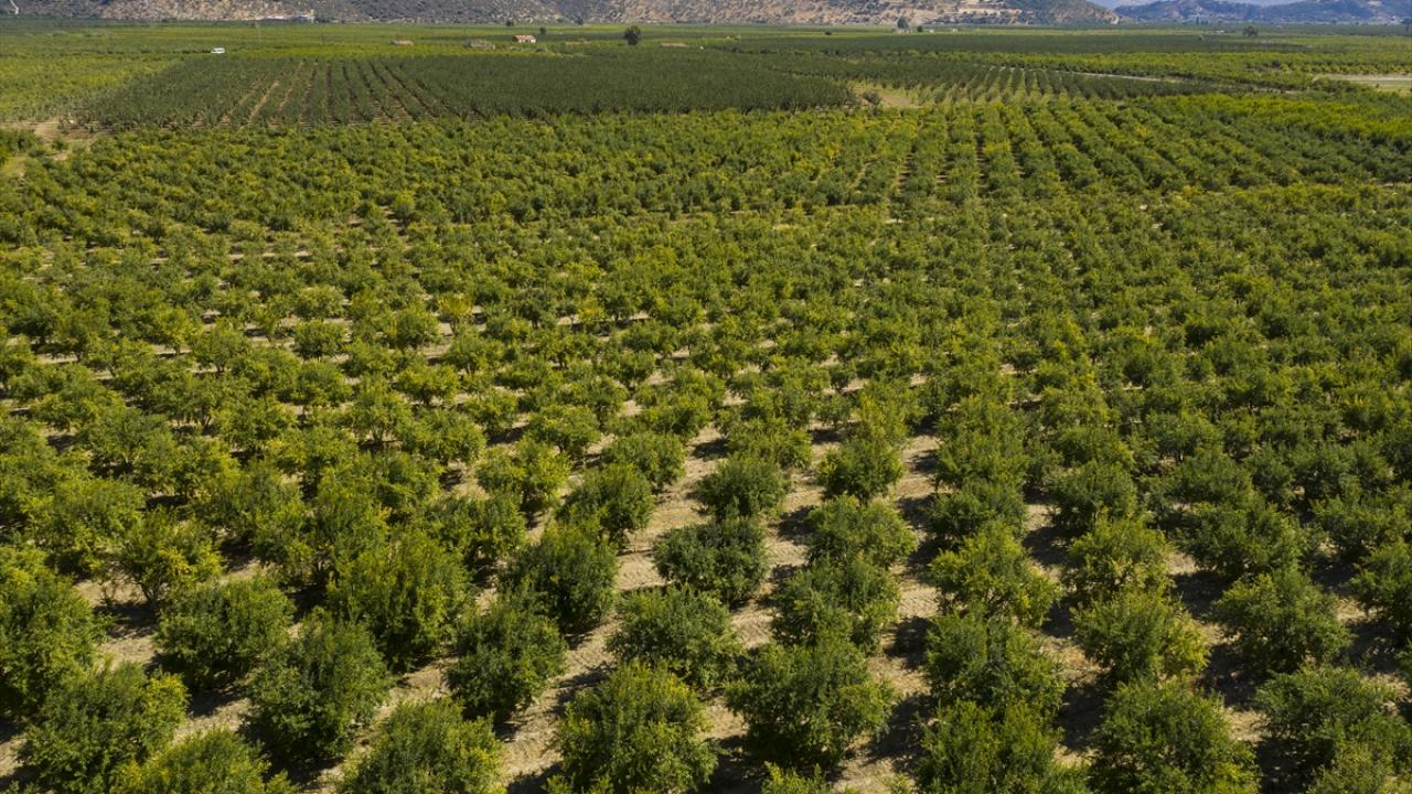 Tarla fiyatı 3-4 lira