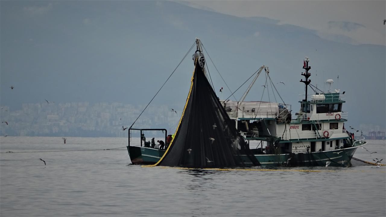 600 ton hamsi saatler içinde kasalara dolduruldu