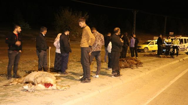 Ağrıda küçükbaş sürüsüne çarpan otomobil 6 keçiyi telef etti