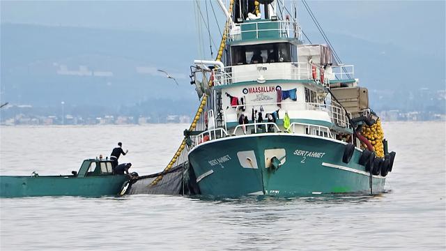 600 ton hamsi saatler içinde yakalandı