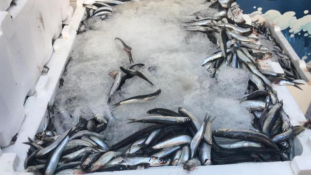 Artvinde 50 ton hamsi kilosu 5 liradan satışa çıkarıldı