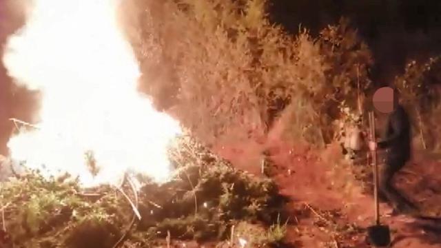 UNESCO listesindeki Hevsel Bahçelerine Hint keneviri ektiler