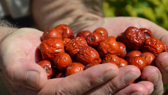 Demirci hünnabında hasat zamanı