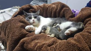 Doğumu geciken kediye sezaryen kararı