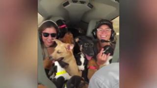 Uyutulmak üzere olan 27 köpek uçakla kurtarıldı