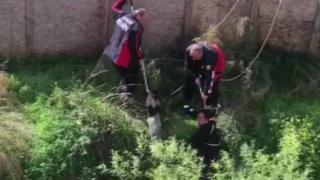 Su dolu çukura düşen köpek kurtarıldı