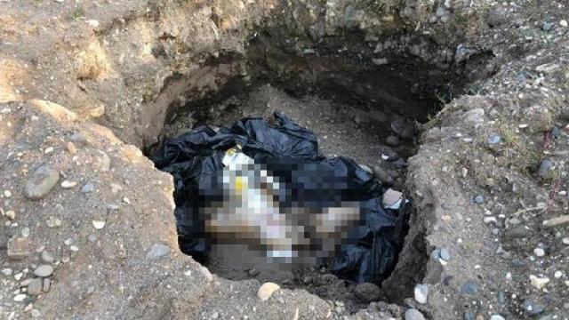 Giresunda bir çukurda 10 köpek ölüsü bulundu