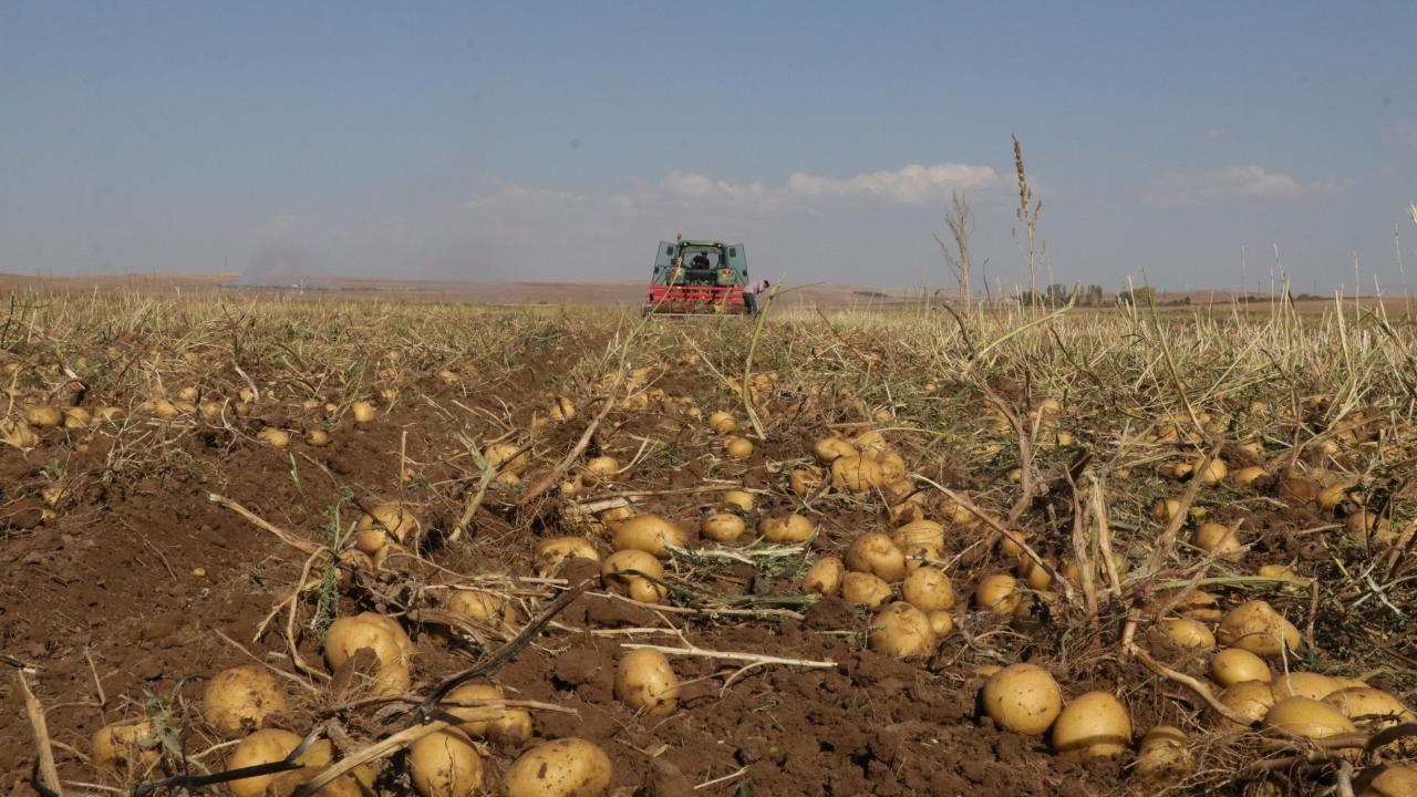 Yozgat'ta patates hasat edildi