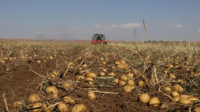 Yozgatta patates hasat edildi