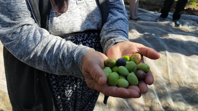 Kemallı Köyü 1. Zeytin Hasadı Festivali düzenlendi