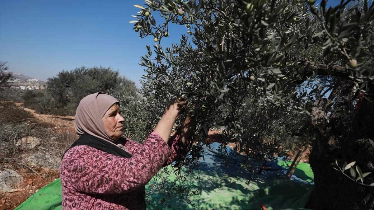 Geçen yıl 1700 zeytin ağacı tahrip edildi