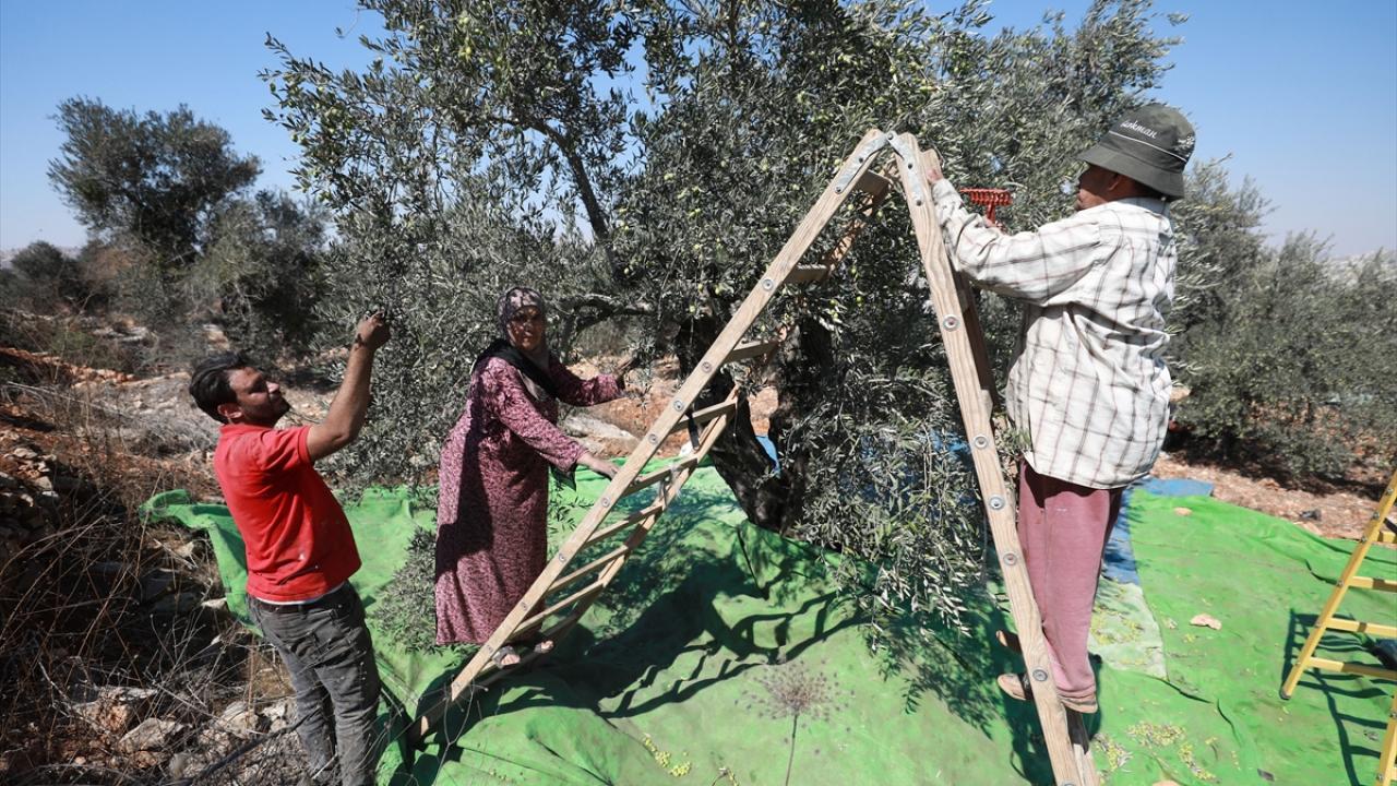 "Ağaçları ortadan kaldırarak arazilere el koymak istiyorlar"