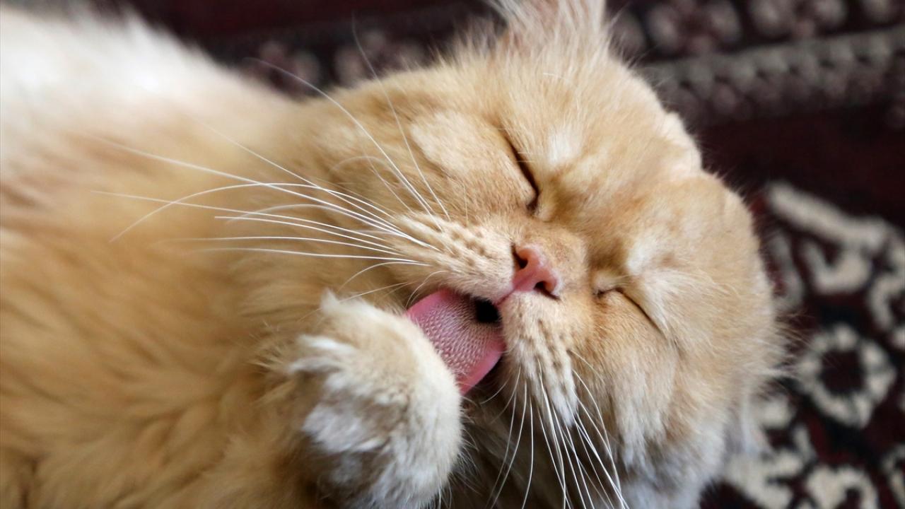 "İnsan ile kedi arasındaki ilişkiyi daha yakından göstermek istedik"