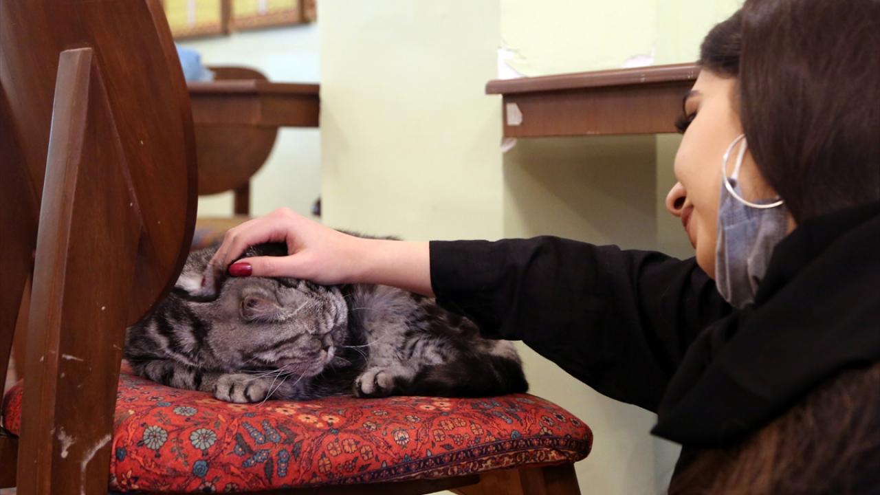 Çocukların kedilerle bağ kurmasını sağlıyor