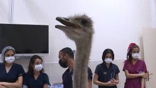 Midesinde metal atıklar çıkan deve kuşu hayatını kaybetti