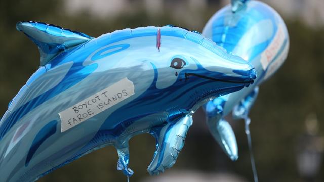 Londrada Faroe Adalarındaki yunus katliamı protestosu