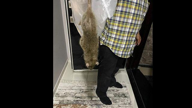 Dev fareyi görünce evi terk ettiler
