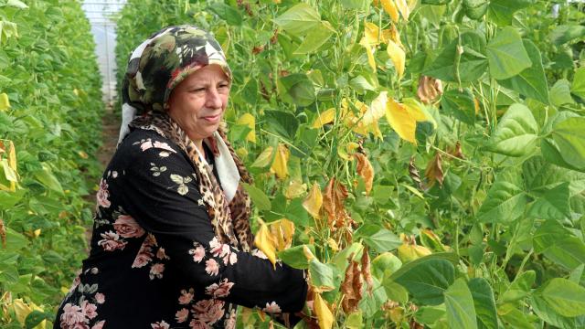 Kadın girişimci devlet desteğiyle büyüttüğü serasında sebze üretiyor
