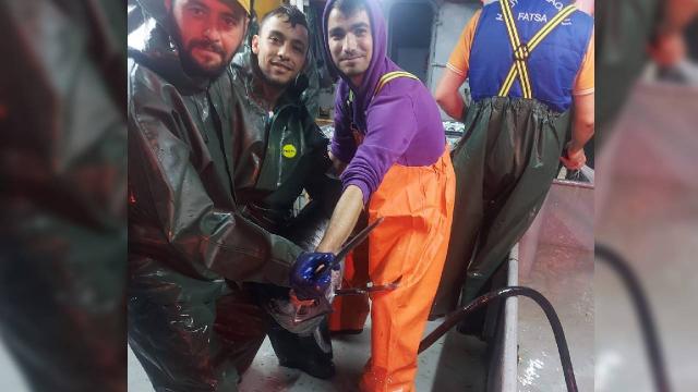 İstanbul Boğazında ağa kılıç balığı takıldı